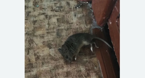 Дезинфекция от мышей в Волгодонске